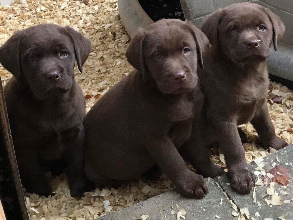 Jay Family Labradors